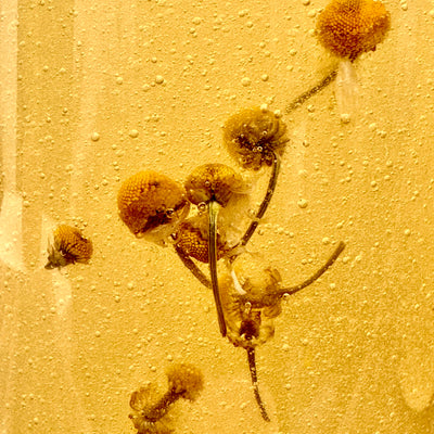 Shampoo Manzanilla (Aclarante natural)